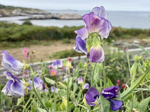 Sweetpea flowers 2