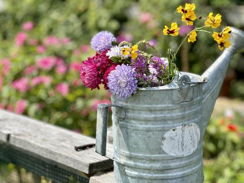 Watering can in garden