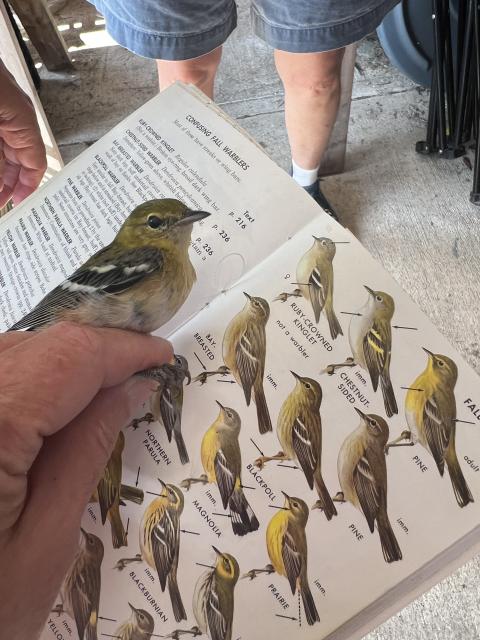comparing real bird to field guide
