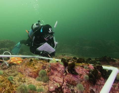 student conducting research under water