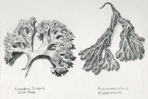 Irish moss drawing by Carol Schwartz