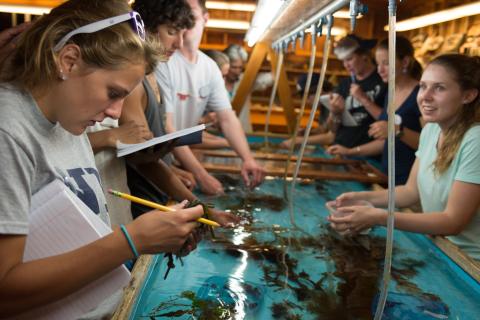 students around a sea tank looking at creatures