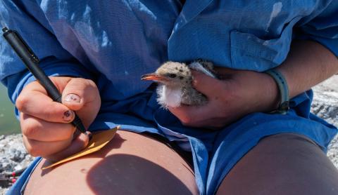 Student with tern chick