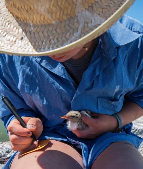 Student with tern chick long