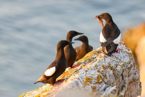 guillemots by BK