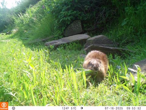 muskrat in sunshine green grass