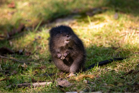 a furry brown rodent sitting in a field of grass