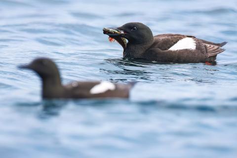 Guillemot with sculpin