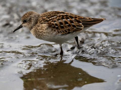 a small brown bird on the sand
