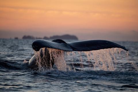 a whale tail emmerging from the ocean