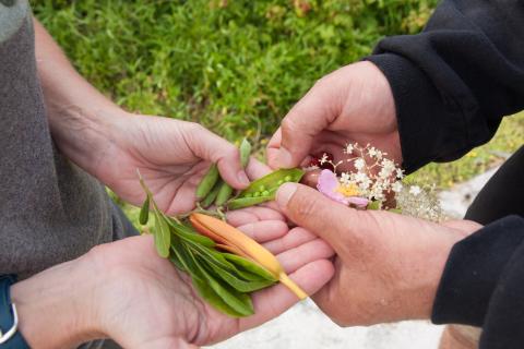 foraged foods