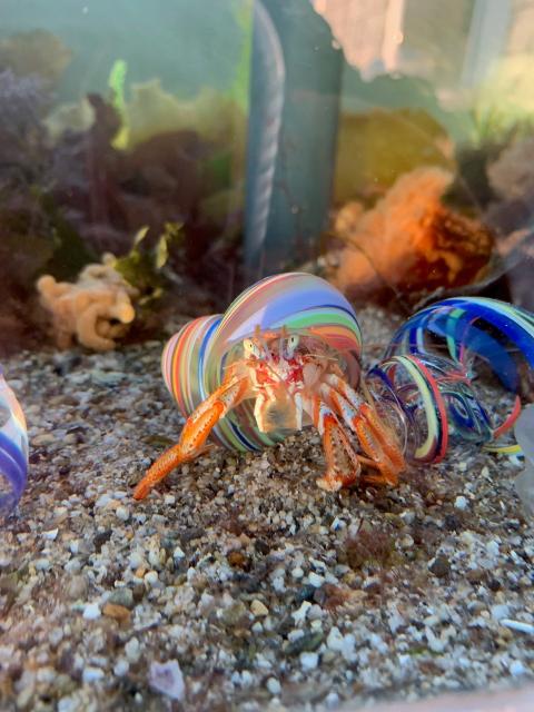 a colorful glass shell on a living hermit crab