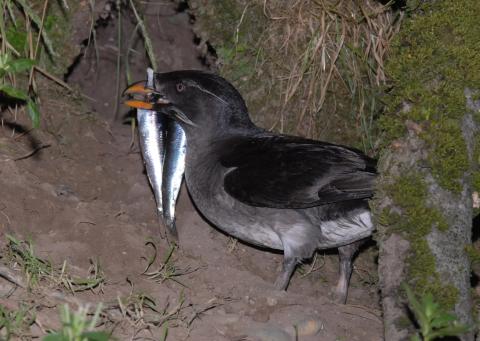 seabird 