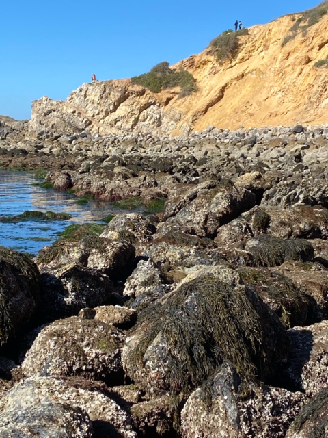 a rocky coastline with algae on rocks