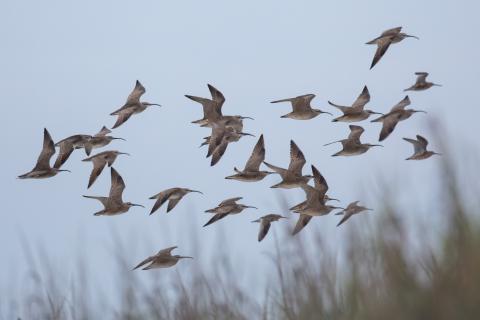 a large flock of white and grey birds in flight