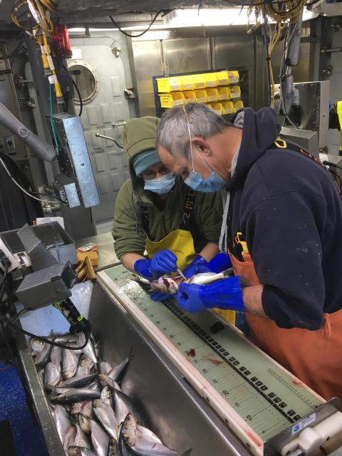 scientists examining fish
