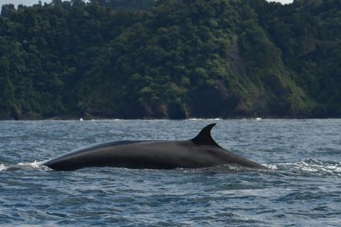 a whale breaching taken by Kristin Brydes