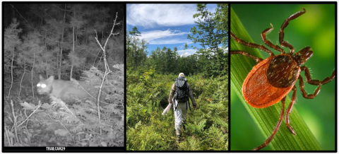 a triptych of an animal on trailcam, a person walking through brush, and a tick