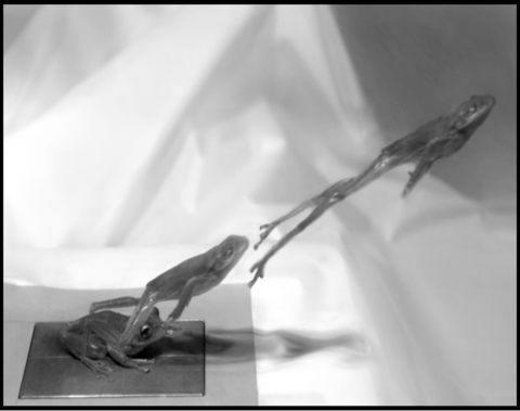 frog in leap mode